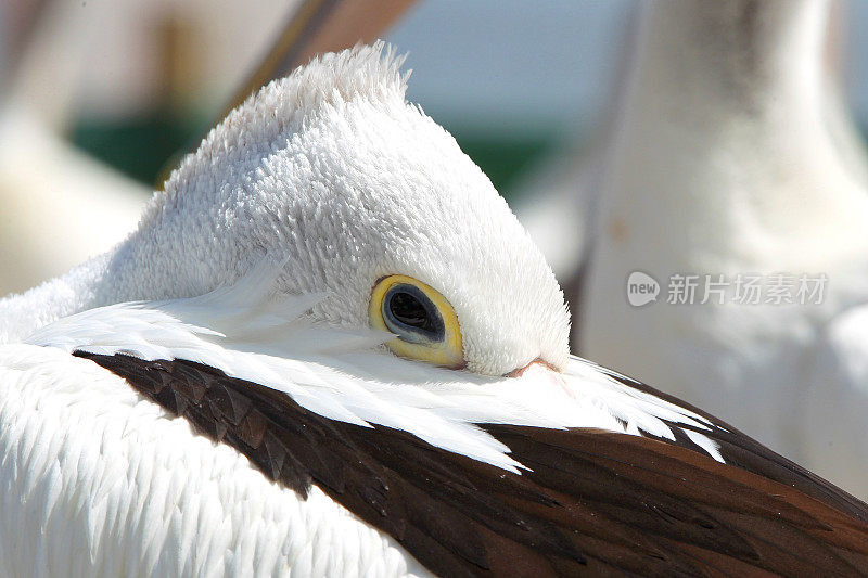 鹈鹕(Pelecanus conspicillatus)